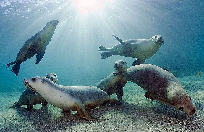 focas-marinas-sea-animals
