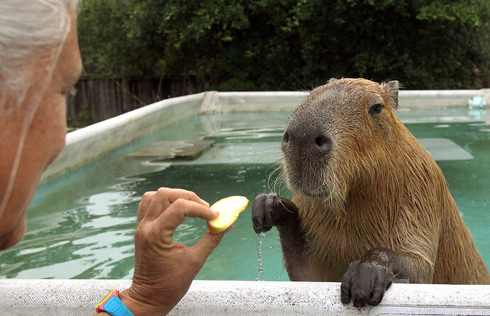 ct-capybara-photos-20160411