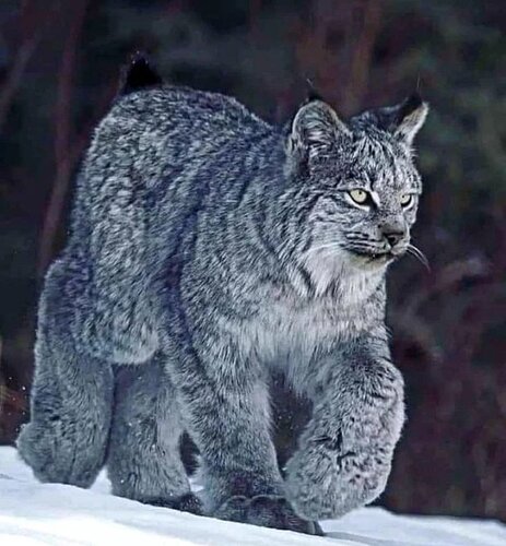 Canadian Lynx