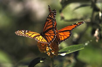 150227-scince-monarch-butterfly