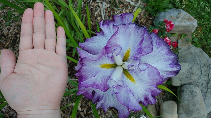 big iris flower