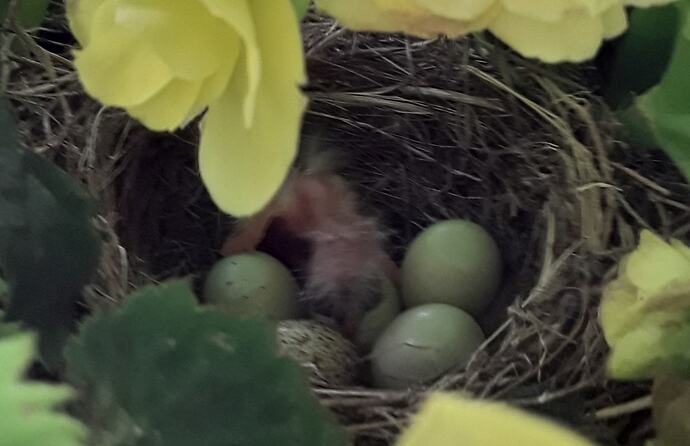 Bird Nest in Begonia Hanging Basket 5-21-21 (one-just-hatched)