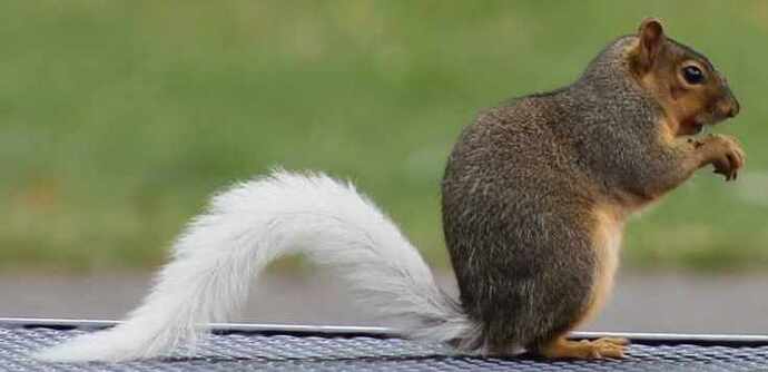 White tailed squirrel
