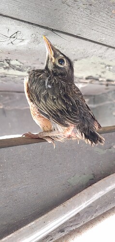 20210608_Robin
