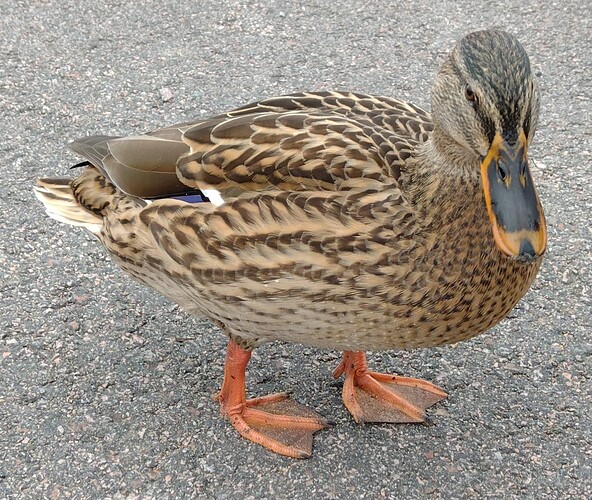 mallard