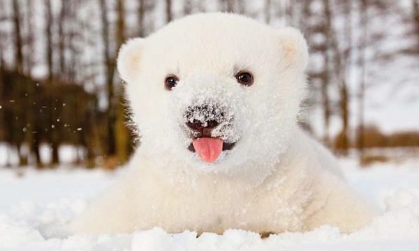 polar-bear-cub-y-600x360_1527544436