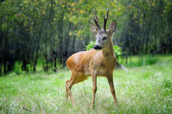 Deer-Spirit-Animal-3