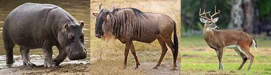 01-HIPPO-GNU-DEER