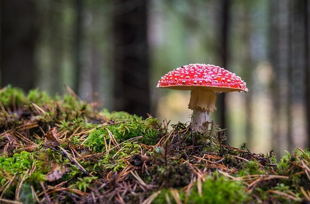 mushroom-3051519_640