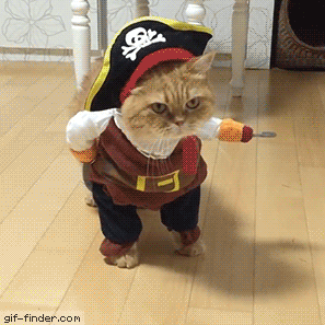 Pirate-Cat