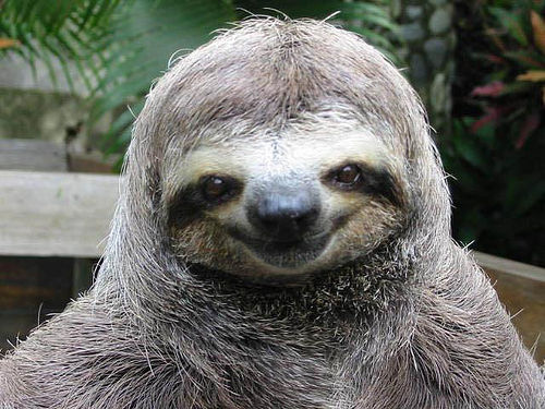 happy-smiling-sloth