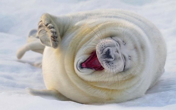 Yawning%20woah%20and%20in%20snow%20omg%20woh