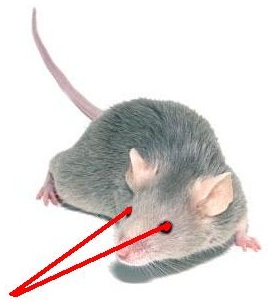 laser mouse