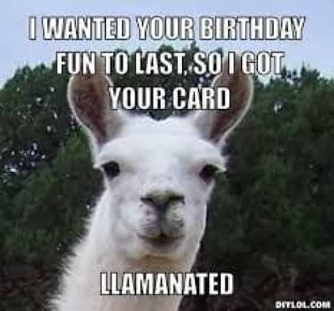 llama-birthday-meme