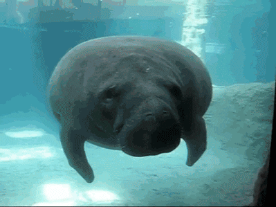 Sea_cow_001