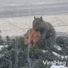 squirrel-eating-cookie-viralhog