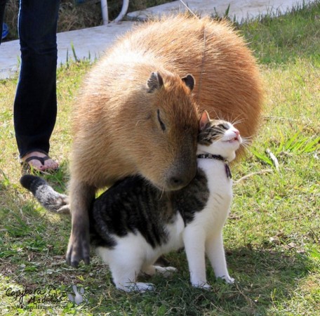 capybara-and-cat-456x450