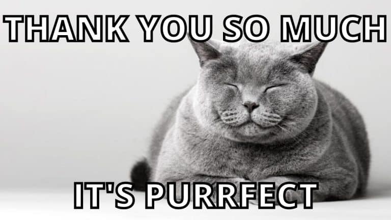 Cat-Thank-You-So-Much-Meme-768x432-2982781818