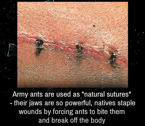 army-ants-3