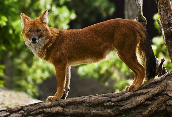 A Dhole