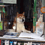 dogetail